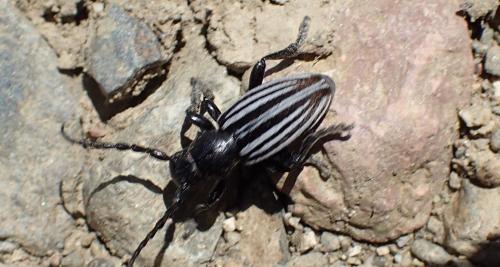 Iberodorcadion pyrenaeum